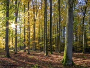 Idyllic forest scenery at autumn time in Southern Germany