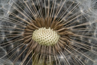 Macro shot of remaining attached dandelion seeds on partly bald flower head