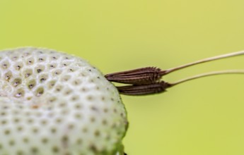 Macro shot of two remaining attached dandelion seeds on bald flower head