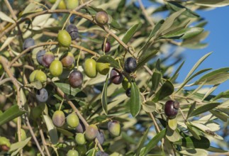 Detail shot of a olive tree including some olive fruits in sunny ambiance seen in Italy