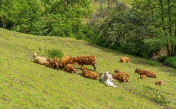 Group of cows resting on a meadow in sunny ambiance