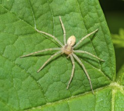 Macro shot of a light colored spider on green leaf