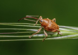 Sideways shot of a acorn weevil resting on a ear in green back