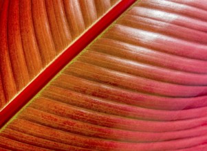 Natural full frame red leaf background