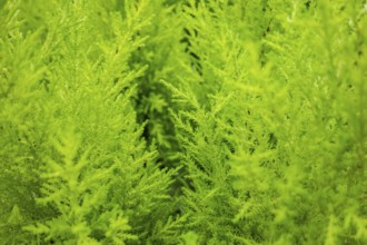 Macro shot of a full frame green vegetation background