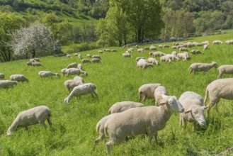 Sunny idyllic spring time scenery including a flock of sheep on a meadow in Southern Germany