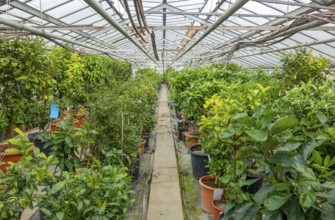 Scenery in a greenhouse with lots of potted plants