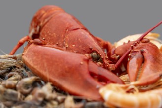 Closeup shot of a cooked lobster and some other crayfish on a plate in grey back