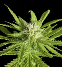 Flowering fresh green cannabis plant closeup in black back