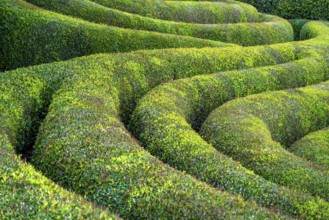 Idyllic garden scenery showing a long bent green hedge at summer time seen in Normandy, France
