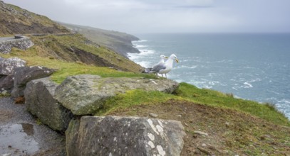 Coastal scenery including two seagulls near Dingle, a town in County Kerry, Ireland