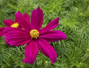 Vibrant pink garden cosmos flower closeup in natural green ambiance