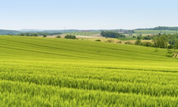 Rural scenery including a green grainfield at early summer time in Southern Germany