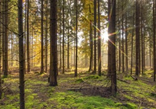 Idyllic sunny forest scenery at autumn time in Southern Germany