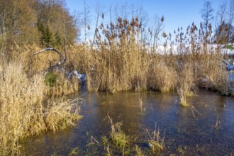 Sunny riparian scenery around a lake at winter time