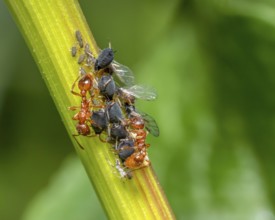 Macro shot sowing some ants protecting and collecting honey dew from aphids on a plant stalk