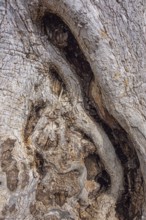Full frame bark detail of an old Olive tree