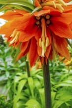 Orange cown imperial flower head in natural leavy back
