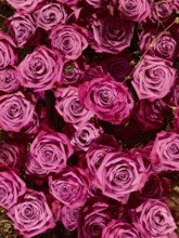 Lush cluster of pink rose petals, conveys romantic, lively atmosphere Styria Austria