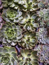Variety of succulents with green rosettes, densely packed, creates natural texture Styria Austria