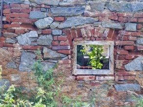 Old brick with window opening and green plants, gives a rustic ambience Styria Austria
