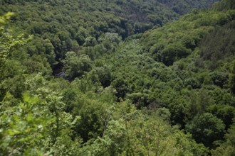 Dense green forest covers the hills and conveys a peaceful, natural atmosphere Styria Austria