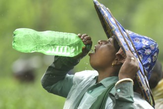 Agartala, Tripura, India, 17-07-2025: A tea garden worker drinks water while she working in a tea