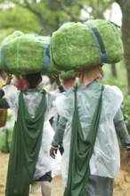 Agartala, Tripura, India, 17-07-2025: Tea garden workers covered themselves with plastic while they