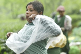 Agartala, Tripura, India, 17-07-2025: A tea garden worker covering herself with plastic before she