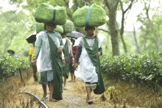 Agartala, Tripura, India, 17-07-2025: Tea garden workers covered themselves with plastic while they