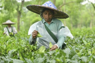 Agartala, Tripura, India, 17-07-2025: Tea garden workers covered themselves with plastic while they