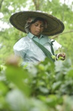 Agartala, Tripura, India, 17-07-2025: A tea garden worker covered herself with plastic while she