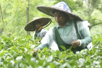Agartala, Tripura, India, 17-07-2025: Tea garden workers covered themselves with plastic while they