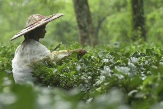 Agartala, Tripura, India, 17-07-2025: A tea garden worker covered herself with plastic while she