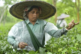 Agartala, Tripura, India, 17-07-2025: A tea garden worker covered herself with plastic while she