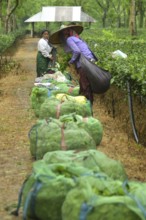 Agartala, Tripura, India, 17-07-2025: Tea garden workers working in the tea garden during a heavy