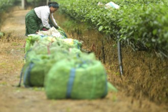 Agartala, Tripura, India, 17-07-2025: A tea garden worker works in a tea garden during a heavy rain