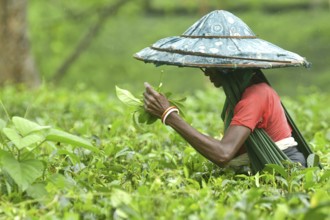 Agartala, Tripura, India, 17-07-2025: A tea garden worker works in a tea garden during a heavy rain