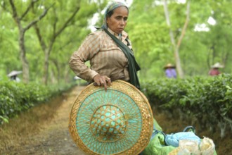 Agartala, Tripura, India, 17-07-2025: A tea garden worker works in a tea garden during a heavy rain