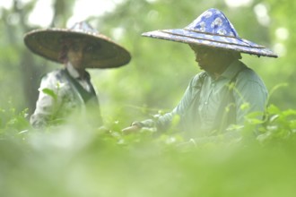Agartala, Tripura, India, 17-07-2025: Tea garden workers pluck tea leaves during a heavy rain in