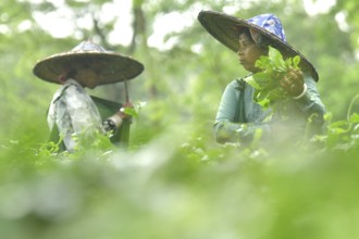 Agartala, Tripura, 17-07-2025: Tea garden workers pluck tea leaves during a heavy rain in Durgabari