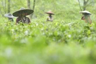 Agartala, Tripura, 17-07-2025: Tea garden workers pluck tea leaves during a heavy rain in Durgabari