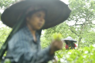 Agartala, Tripura, 17-07-2025: Tea garden workers pluck tea leaves during a heavy rain in Durgabari