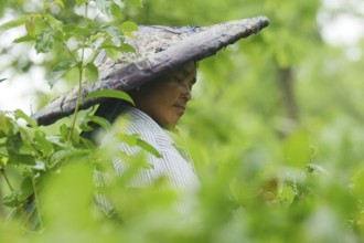 Agartala, Tripura, India, 17-07-2025: A tea garden worker covered herself with plastic while she