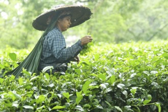 Agartala, Tripura, India, 17-07-2025: A tea garden worker covered herself with plastic while she