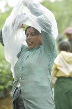 Agartala, Tripura, India, 17-07-2025: A tea garden worker covering herself with plastic before she