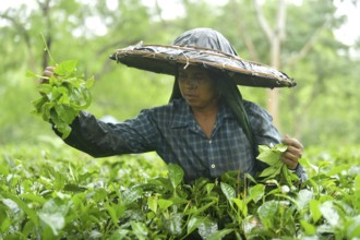 Agartala, Tripura, India, 17-07-2025: A tea garden worker works in a tea garden during a heavy rain