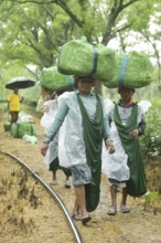 Agartala, Tripura, India, 17-07-2025: Tea garden workers covered themselves with plastic while they