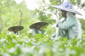 Agartala, Tripura, India, 17-07-2025: Tea garden workers covered themselves with plastic while they