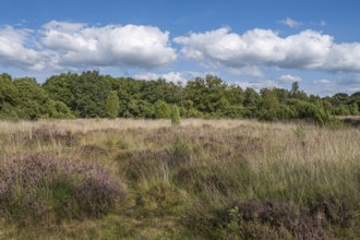 Buurserzand nature reserve, province of Oberjissel, Haaksbergen, Netherlands